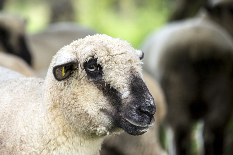 Hampshire Down schaap